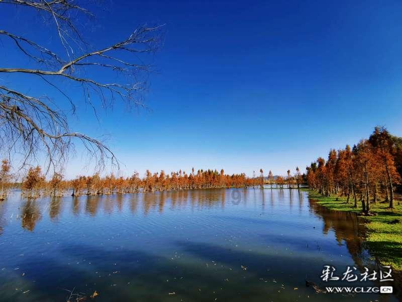 虫虫助手下载
