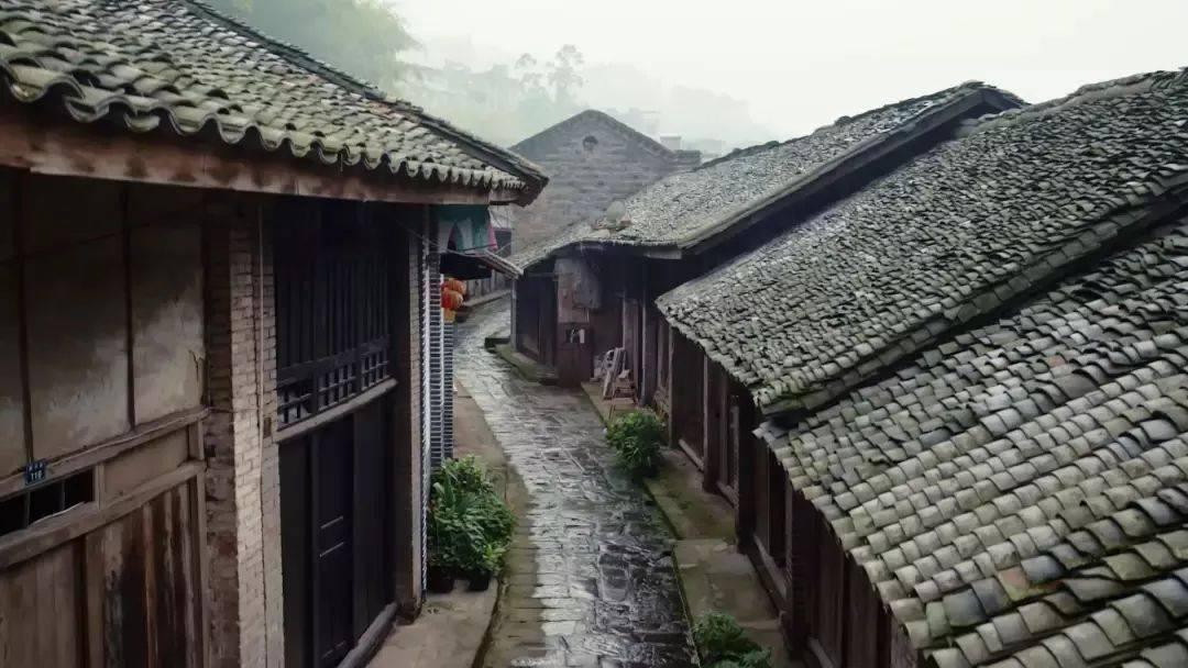 白孔雀救援